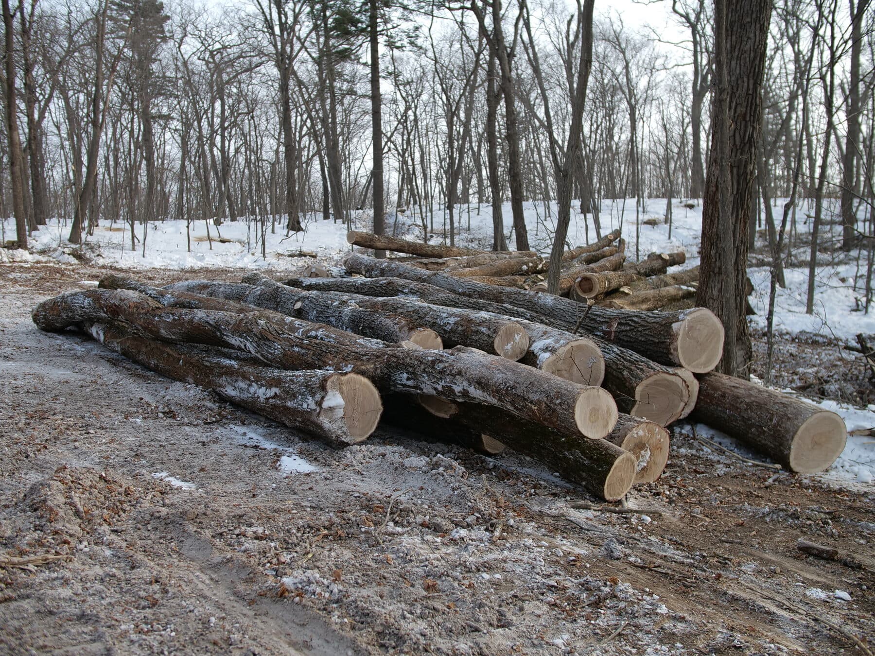 Mongolian oak